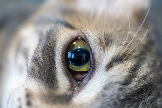 The eye of a sedated cat
