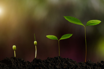 growing plant step with sunrise. concept agriculture in garden morning light
