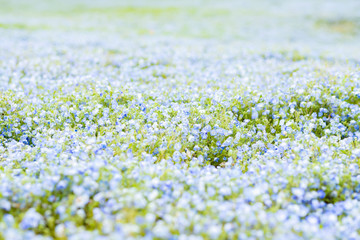 一面のネモフィラ畑