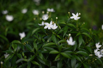 White Flowers Background