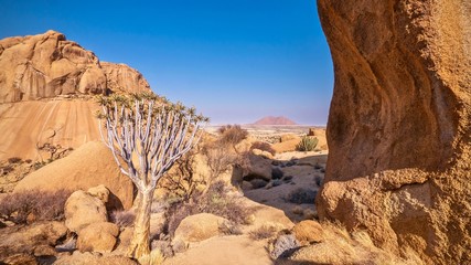 Dramatic desert landscape scene at Spitzkoppe, Damaraland, Namibia, showing a healthy quiver tree living in the harsh environment of ancient granite rock formations.