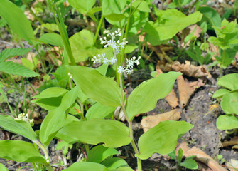 Wild spring flower 2