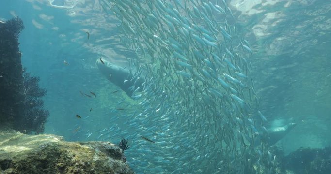 Californian sea lion (Zalophus californianus) swimming and playing in the reefs of los islotes in Espiritu Santo island at La paz,The world's aquarium. Baja California Sur,Mexico.