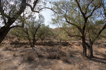 tree in the Lucainena river, near the town of Lucainena