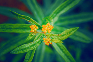 Beautiful bright fairy dreamy magic orange yellow buds of asclepias tuberosa or butterfly weed flower on faded blurry green blue background with large leaves.