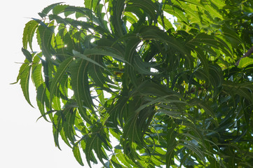 Neem green leaves of tree,neem tree 
