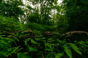 forest scenery with water