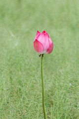 Pink Indian Lotus, Sacred Lotus