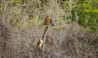 Hawk Pair