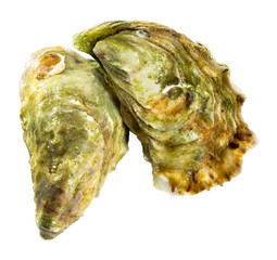 Image of tasty raw closed oysters on white background