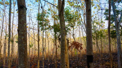 Autumn Like Forest In Malang Indonesia