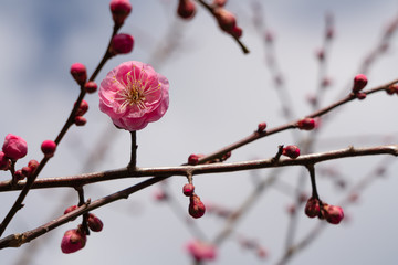 Japanese apricot.