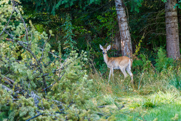 A female deer in the Pacific Northwest forest, summer 2019