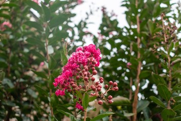 Fototapeta premium flowers in the garden