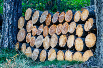Log rounds stacked between two trees