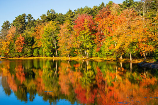 Colorful foliage reflections in pond water on a sunny autumn day in New England