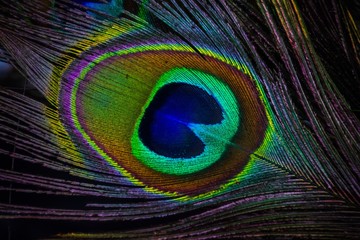 Fototapeta premium Peacock feather
