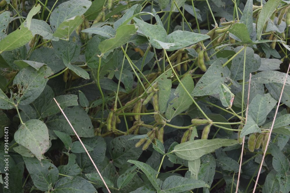 Wall mural Soybeans