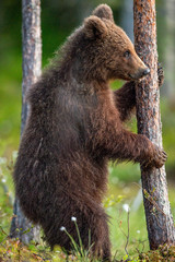 Bear cub on the swamp in the spring forest,. Bear Cub stands on its hind legs.  Bear family of...