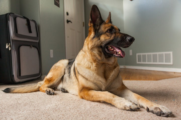 German Shepherd Family Dog Indoors