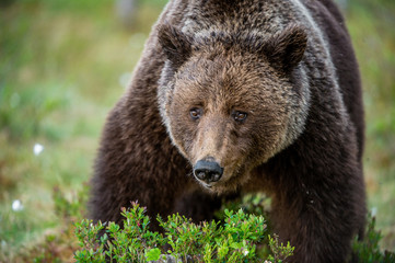 Close up portrait of Brown bear in the summer forest. Green forest natural background. Scientific name: Ursus arctos. Natural habitat.