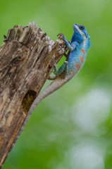 blue crested lizard in tropical forest, thailand