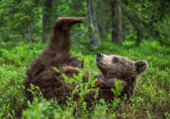 The bear cub lying on his back in the green grass. Close up portrait of Brown bear in the summer forest. Green forest natural background. Scientific name: Ursus arctos © Uryadnikov Sergey