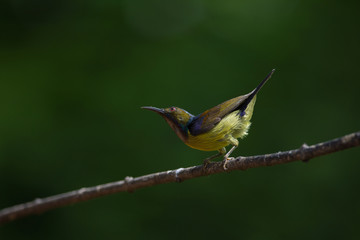 Brown-throated Sunbird is perching on branch