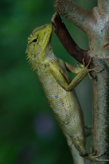 Oriental Garden Lizard sitting on tree bark