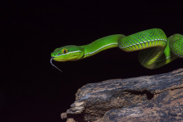 Close up Yellow-lipped Green Pit Viper snake