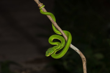 Close up Yellow-lipped Green Pit Viper snake