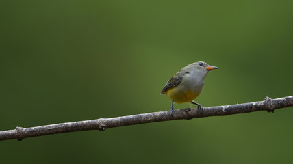Obraz premium colorful bird Orange-bellied Flowerpecker