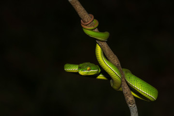 Close up Yellow-lipped Green Pit Viper snake