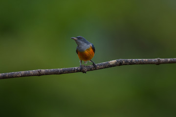 colorful bird Orange-bellied Flowerpecker