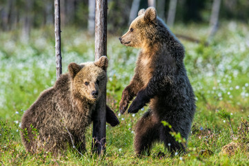 Obraz premium Bear Cub stands on its hind legs. Brown bear cubs in summer forest. Scientific name: Ursus Arctos. Green natural background. Natural habitat, summer season.