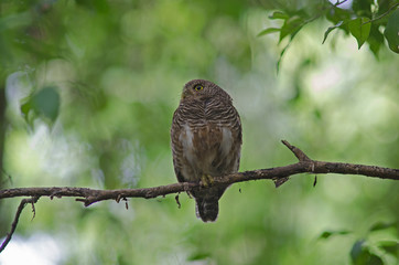 Asian Barred Owlet (Glaucidium cuculoides)