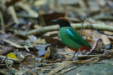 Hooded Pitta (Pitta sordida) standing on a branch