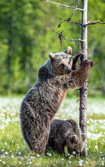 Bear cubs and mother she-bear on the swamp in the summer forest, among white flowers. She-bear stands on its hind legs.  Bear family of Brown Bears. Scientific name: Ursus arctos.