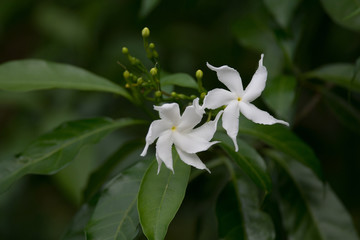 White Sampaguita Jasmine or Arabian Jasmine