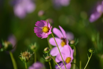 Fototapeta premium Flor