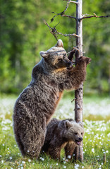 Bear cubs and mother she-bear on the swamp in the summer forest, among white flowers. She-bear stands on its hind legs.  Bear family of Brown Bears. Scientific name: Ursus arctos.