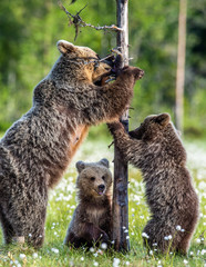 Bear cubs and mother she-bear on the swamp in the summer forest, among white flowers. Bear Cub and She-bear stands on its hind legs.  Bear family of Brown Bears. Scientific name: Ursus arctos. © Uryadnikov Sergey
