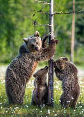 Bear cubs and mother she-bear on the swamp in the summer forest, among white flowers. Bear Cub and She-bear stands on its hind legs.  Bear family of Brown Bears. Scientific name: Ursus arctos.