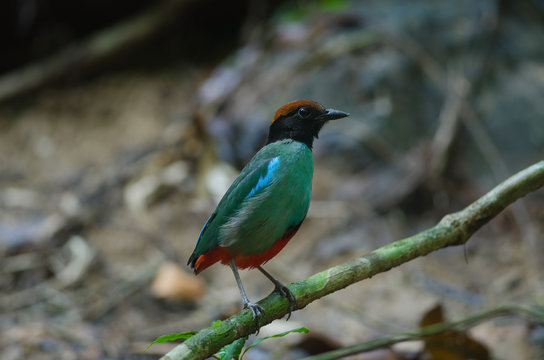 Hooded Pitta (Pitta sordida) standing on a branch