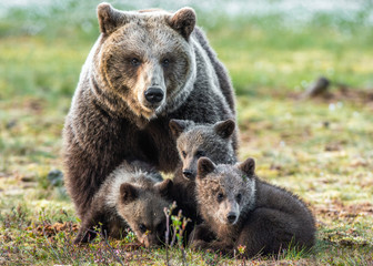 Bear cubs and mother she-bear on the swamp in the spring forest. Bear family of Brown Bears. Scientific name: Ursus arctos.