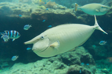 Naklejka na ściany i meble White surgeonfish (Acanthurus lineatus) in aquarium tank. 