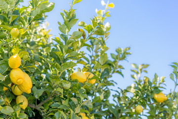 Lemon tree with healthy fruit with blue sky in the background