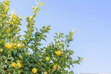 Lemon tree with healthy fruit with blue sky in the background © UlrikaArt