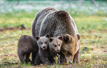 Bear cubs and mother she-bear on the swamp in the spring forest. Bear family of Brown Bears. Scientific name: Ursus arctos.