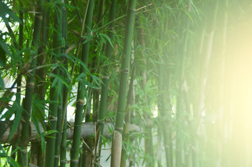 Fototapeta na wymiar Close up bamboo fence with nature lighting background